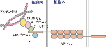 カドヘリン‐アクチンシステム