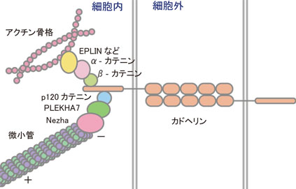 カドヘリン‐Nezha－微小管システム