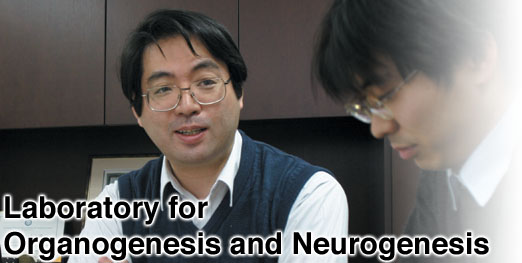 Laboratory for Organogenesis and Neurogenesis